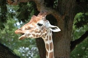 10 Unusual Sounds Giraffes Make and What Each Means Picture