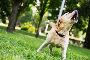 Male vs. Female Labrador Retriever: 5 Key Differences Picture