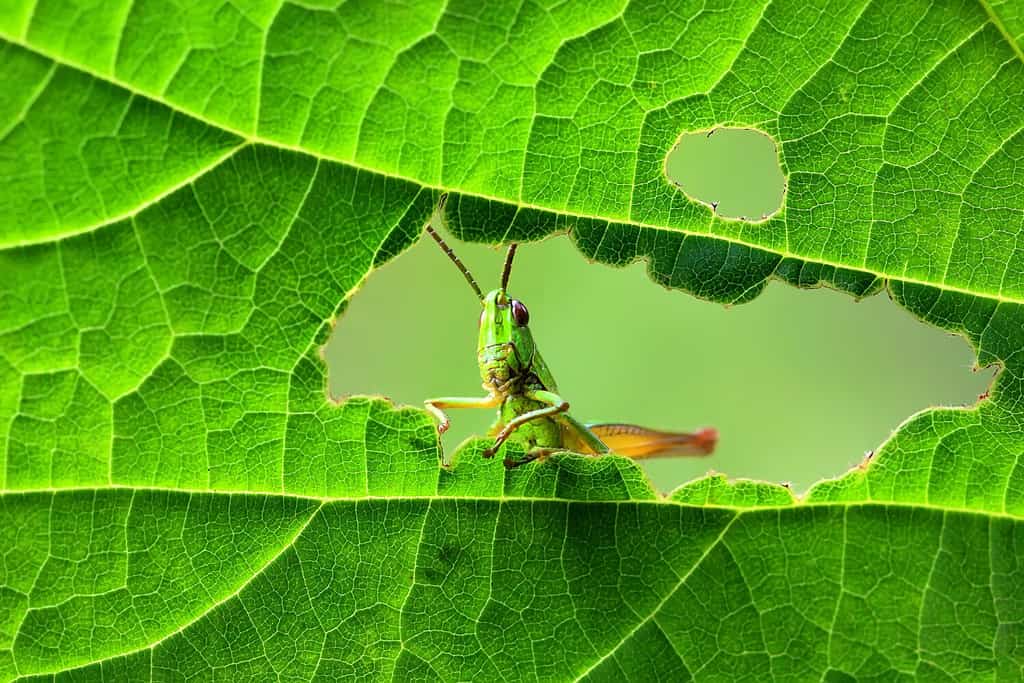 A green grasshopper is sitting on a green leaf. Grasshopper in nature.