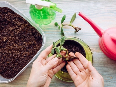 A The 10 Best Potting Soil Options for Indoor Plants