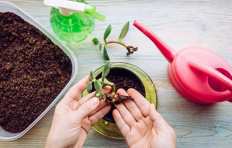 Person growing and planting Crassula ovata, jade plant, lucky plant, money plant or money tree from piece. Houseplant propagation hobby concept. Watering can and spray bottle with soil container.