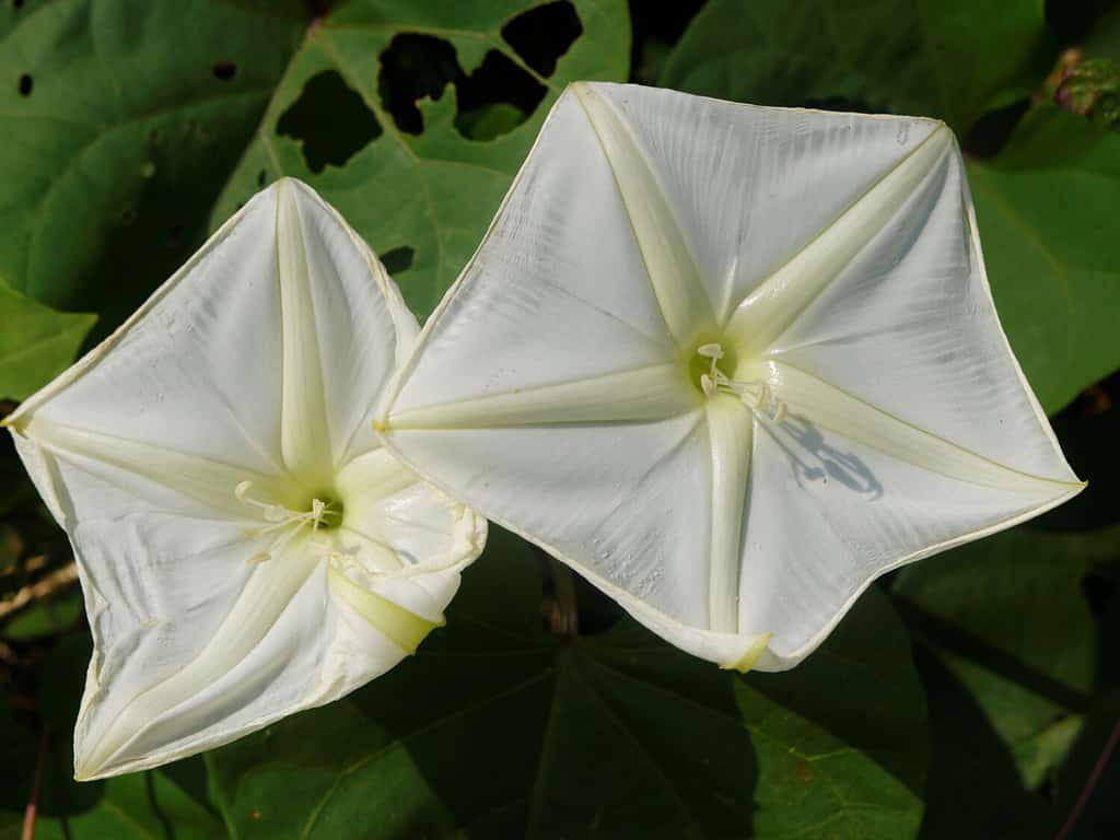 Moonflower or Ipomoea alba is unusual as it is a night-blooming morning glory white flower, opens in afternoon