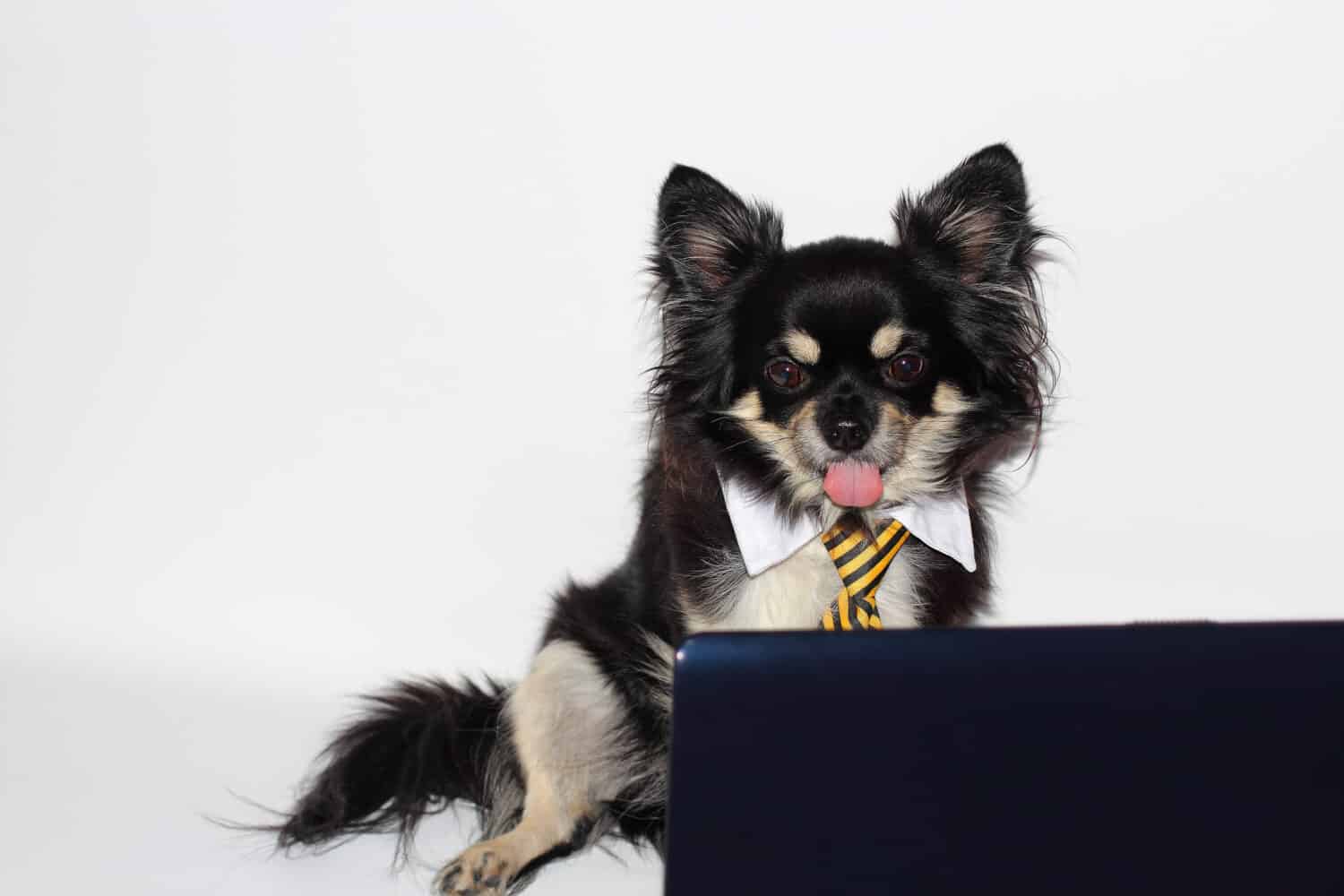 a chihuahua dog in a business suit at the computer stuck out its tongue