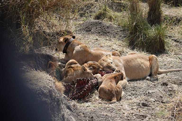 lion family eating hippo and relax