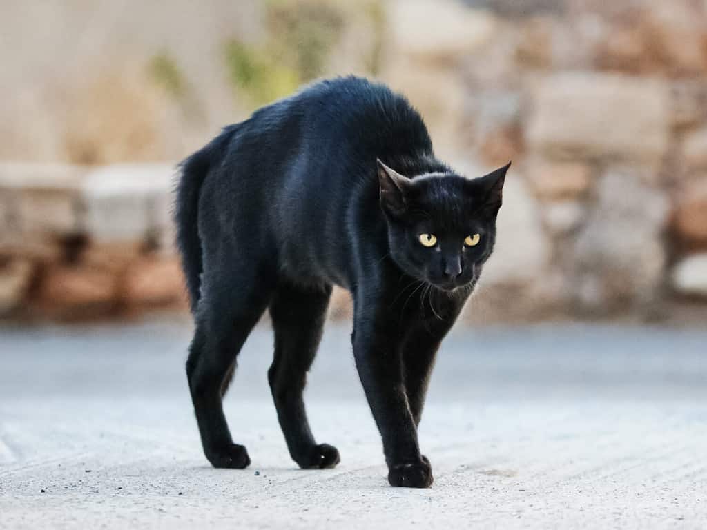 The black cat was frightened and stooped. Black cat in fear and aggression.