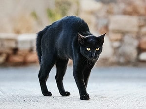 Why Are Black Cats Considered Bad Luck? Picture