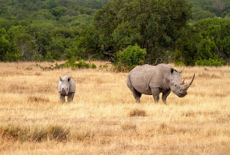 Southern white rhinoceros cow and calf (Ceratotherium simum) in Ol Pejeta Conservancy, Kenya, Africa. Near threatened species also known as Square-lipped rhino. Mother with cute baby animal