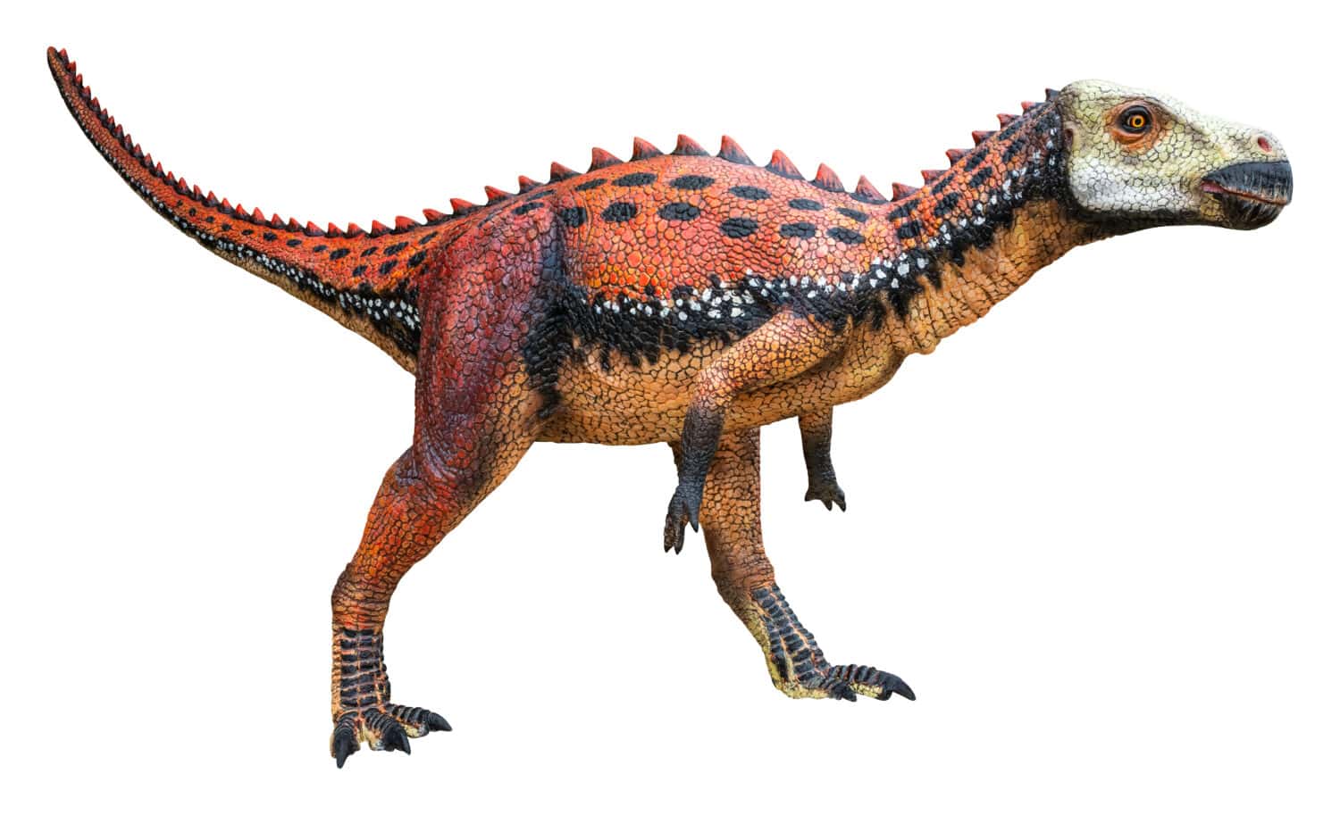 Zalmoxes is an extinct herbivore genus of Rhabdodontid Ornithopod dinosaur from the Late Cretaceous, Zalmoxes isolated on white background with a clipping path