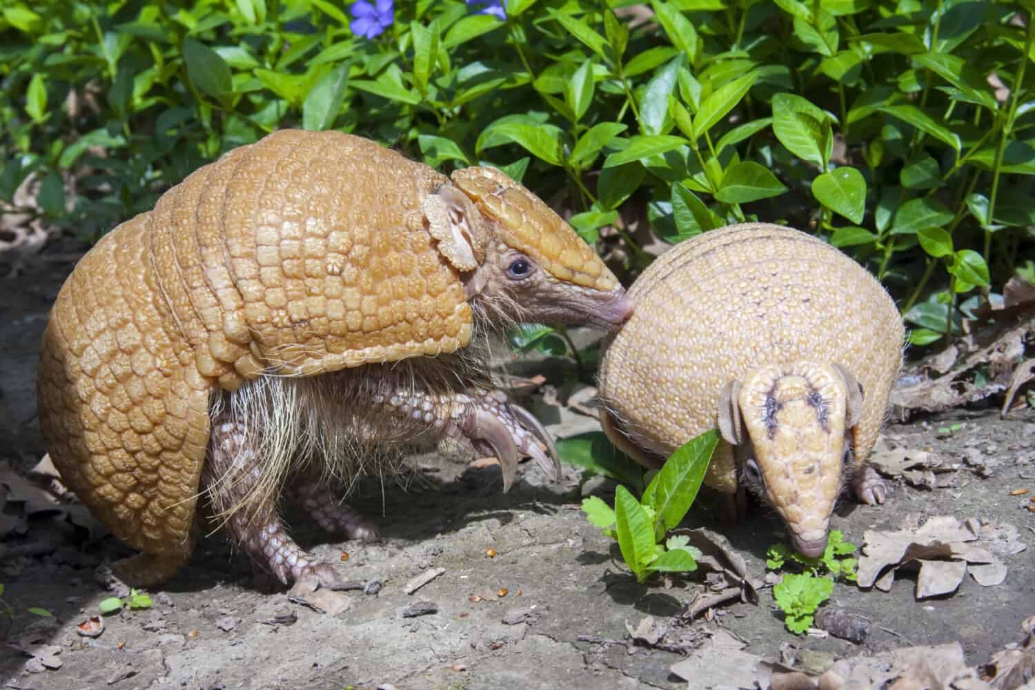 Southern three-banded armadillo (Tolypeutes matacus) mother and baby in the grass