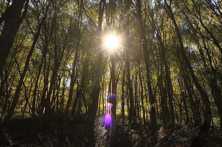 The Caspian Hyrcanian Mixed Forests ecoregion, in the world's temperate broadleaf and mixed forests biome, is an zone of lush lowland and montane forests covering about 55,000 square km in north Iran