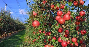 Apple Picking in Connecticut: The 13 Best Orchards and Farms Picture