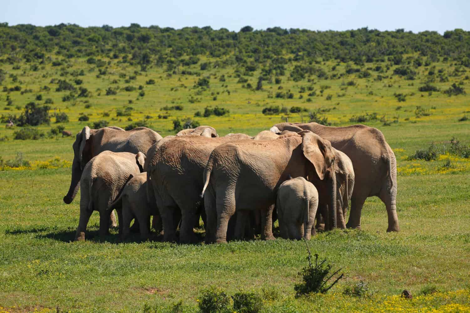 African bush elephants (Loxodonta africana) forming circle, herd protecting juveniles, Addo Elephant National Park, Eastern Cape, South Africa