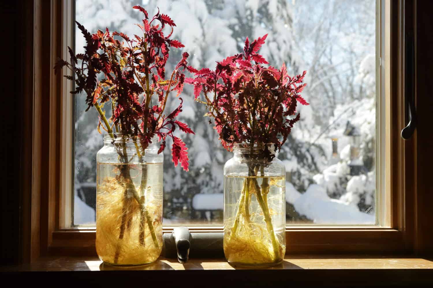 Coleus plant cuttings rooting in a jar of water on a sunny windowsill in winter with snow outside