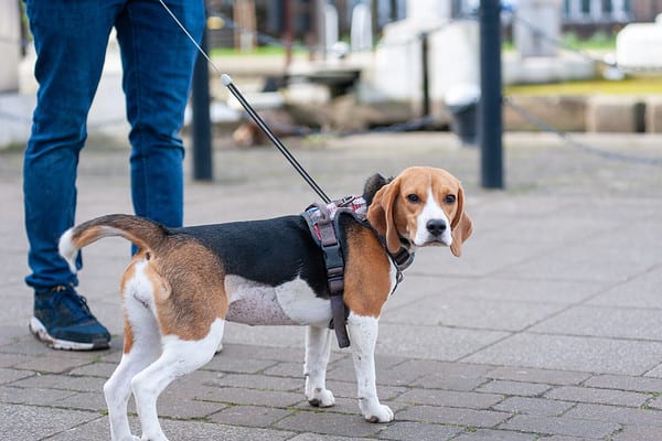6 Reasons Beagles Are the Perfect Family Dog - A-Z Animals