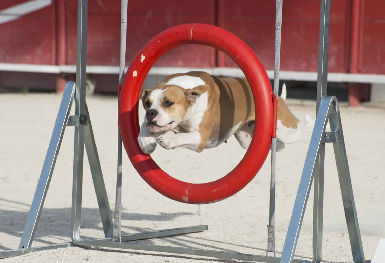 beautiful american bulldog jumping in a circle 