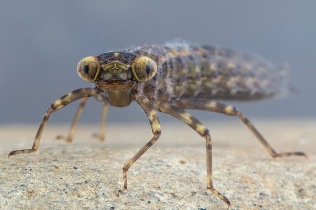 Dragonfly larva in close-up looking at camera
