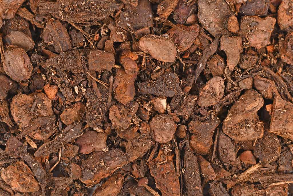 Top view of Orchid plant potting soil mix consisting of soil and chunky fir bark pieces
