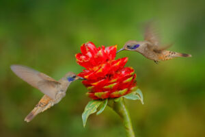 Discover Why Hummingbirds Love the Color Red So Much Picture