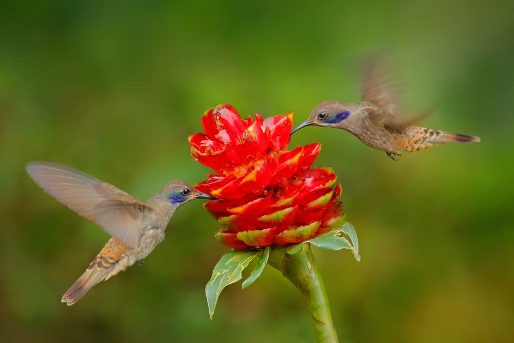 Two birds with red flower bloom. Hummingbird Brown Violet-ear, Colibri delphinae, birds flying next to beautiful violet bloom