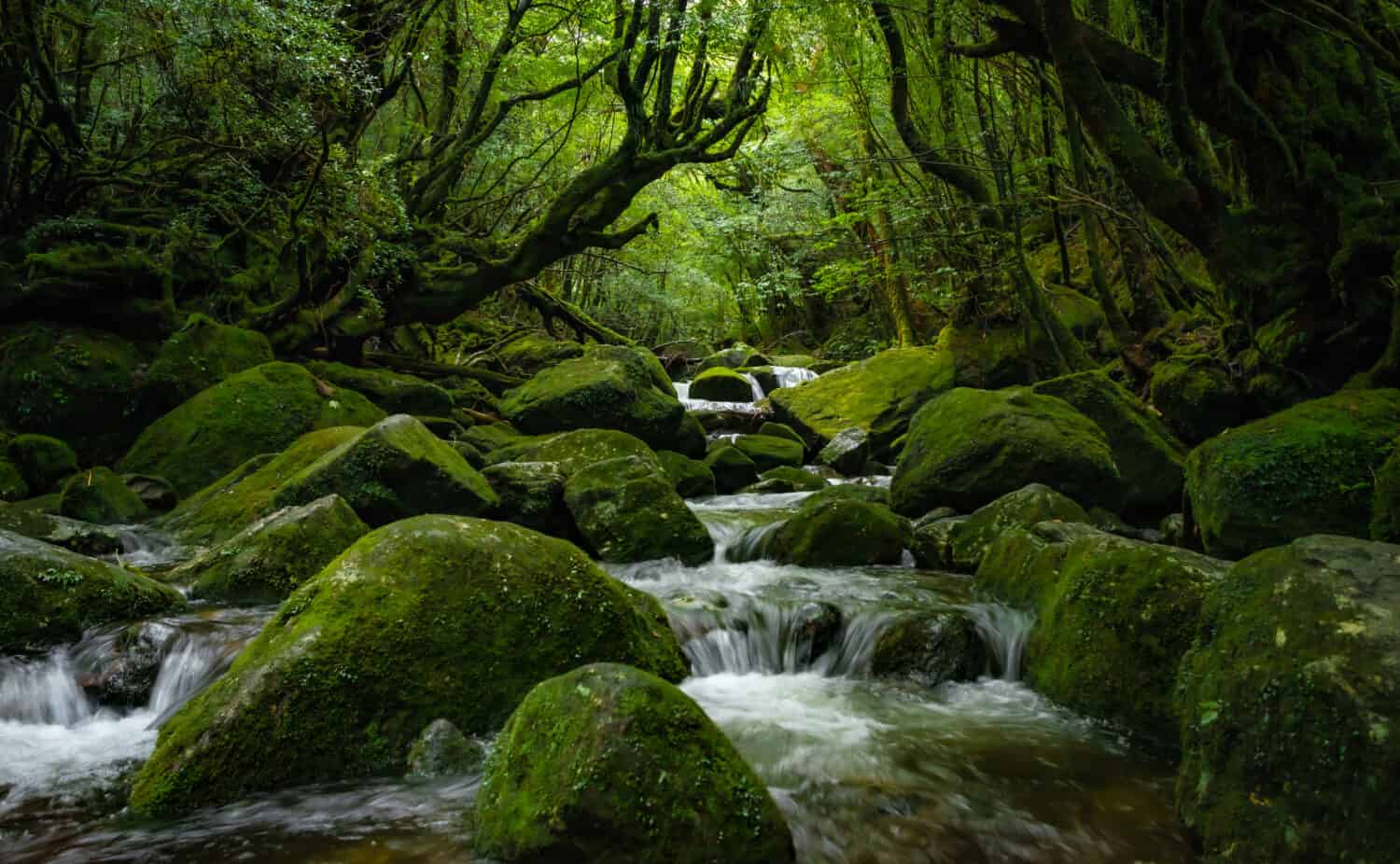 Deep forest in Yakushima Island, Kagoshima, Japan, world heritage