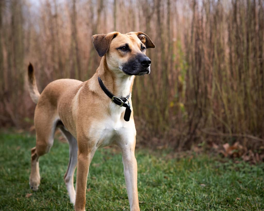 A closeup of a Black Mouth Cur in a park covered in trees and grass with a blurry background