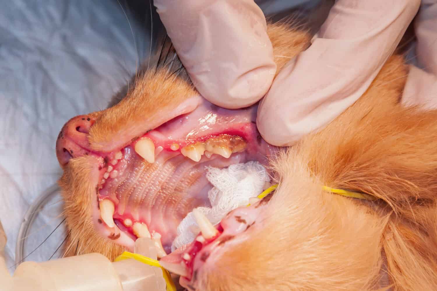 A lot of tartar (calculus) dental in the cat on the corner teeth (concept veterinary stomatology)