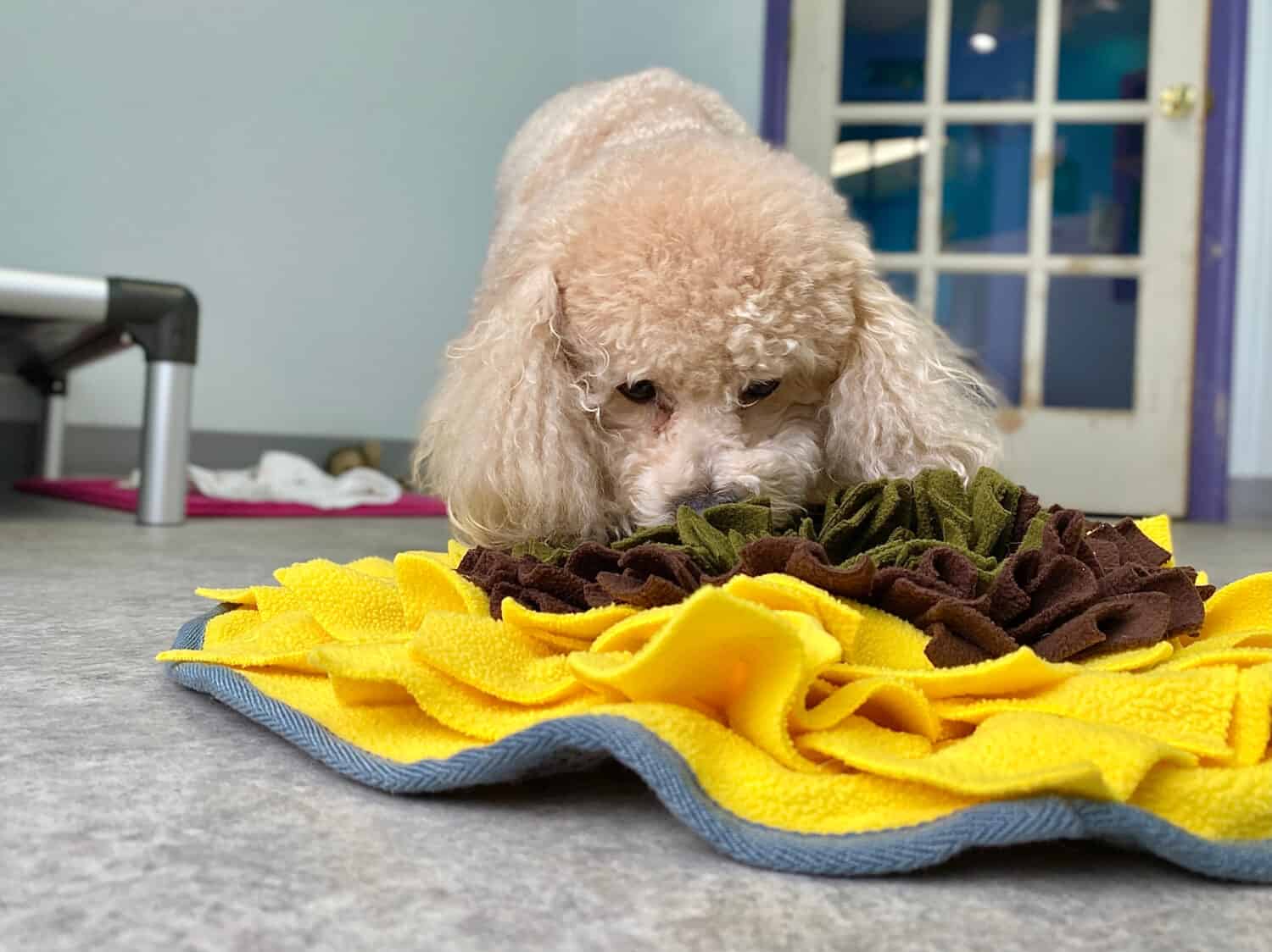 Tiny cream colored purebred miniature poodle searching for food in the snuffle mat in her pet boarding suite at the positive reinforcement canine enrichment training center