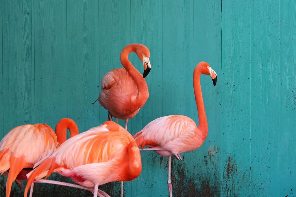 Pink flamingos against a turquoise background