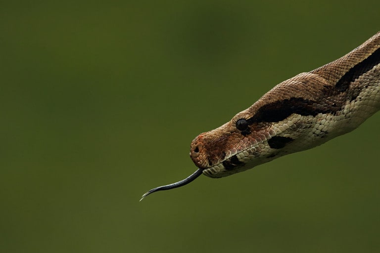 The boa constrictor (Boa constrictor), also called the red-tailed boa or the common boa, portrait in green forest. Green background.