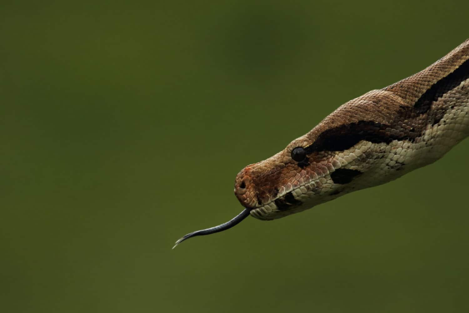 The boa constrictor (Boa constrictor), also called the red-tailed boa or the common boa, portrait in green forest. Green background.