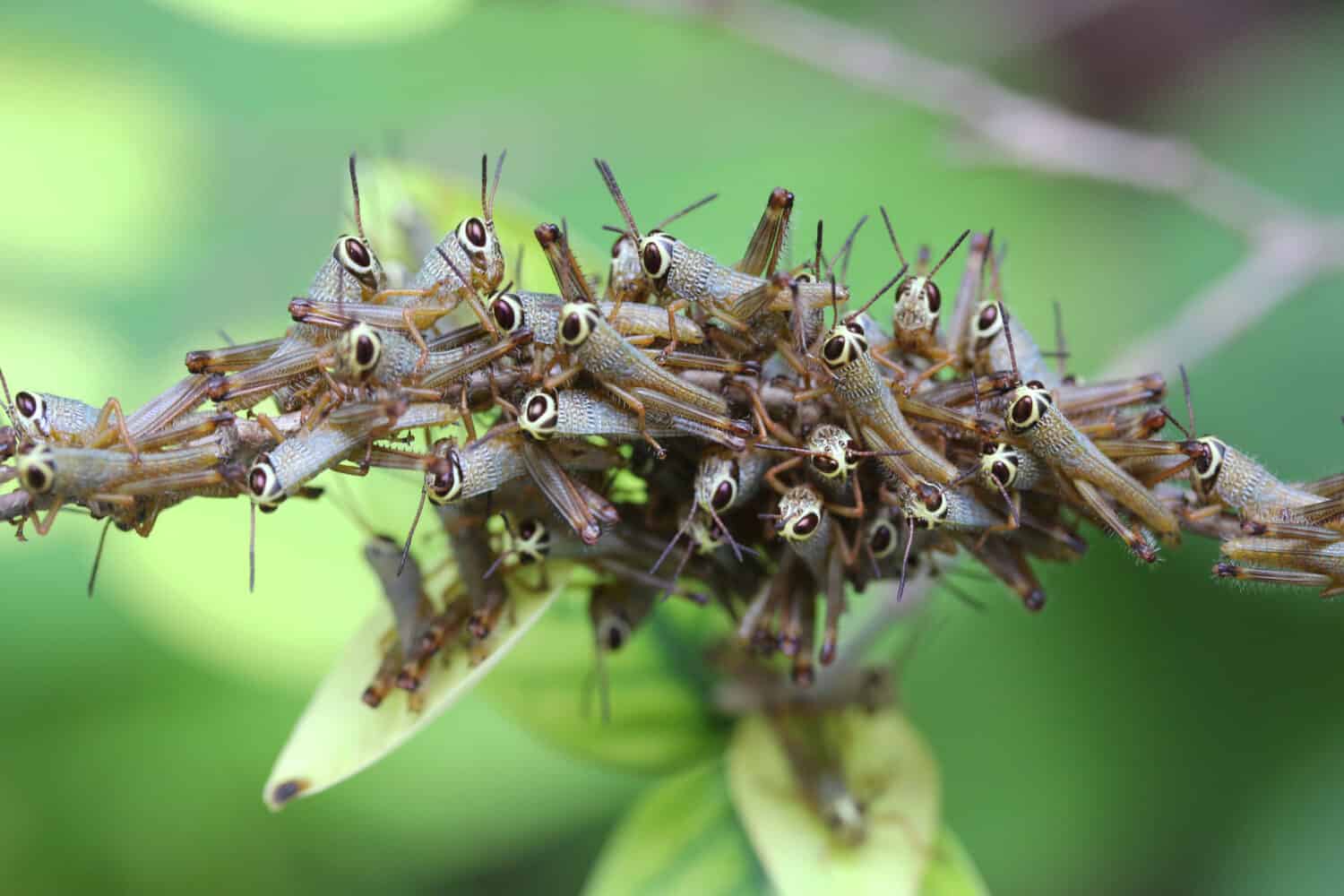 a group of baby locusts
