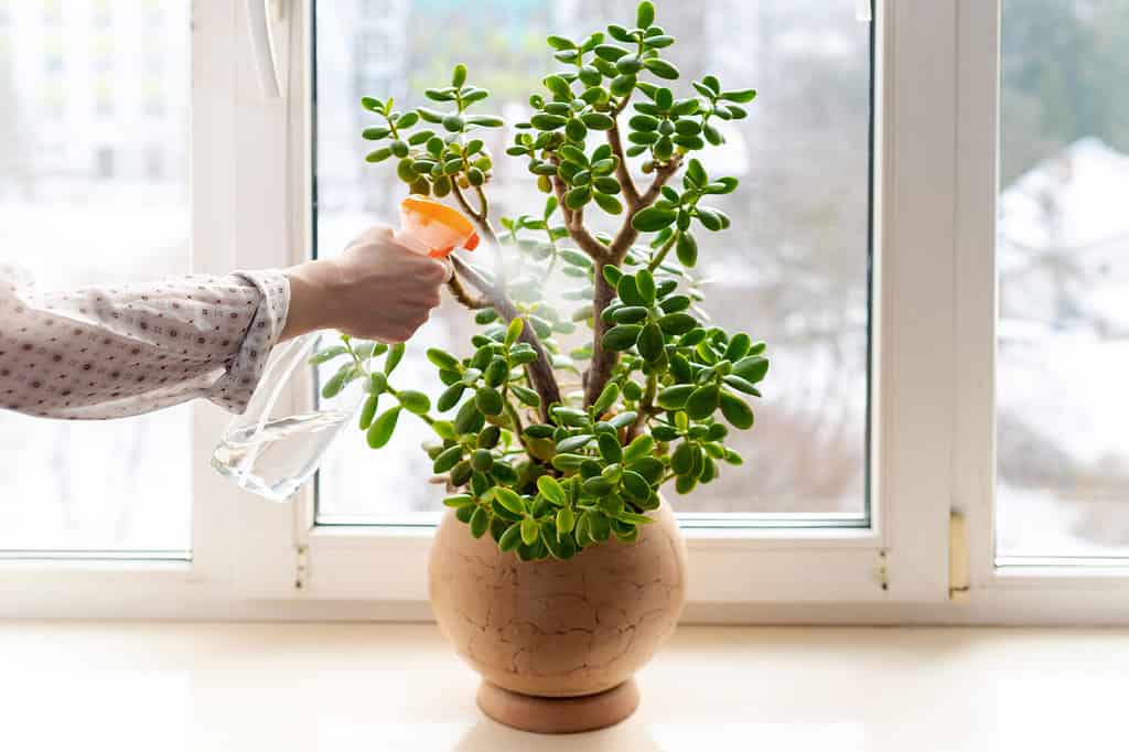 Female hand Spraying Water Green Leaves of Succulent Jade Plant. Indoor potted fresh plants on the windowsill in the sunlight.