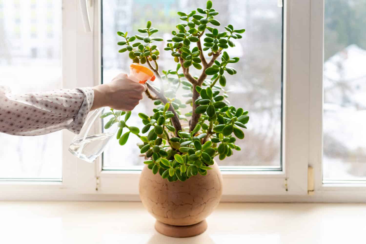 Hand Spraying Water Green Leaves of Succulent Jade Plant. 