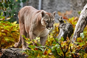 Discover the Largest Cougar Ever Caught Picture