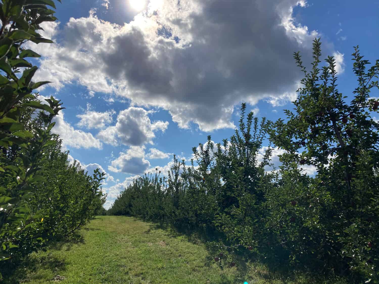 Apple Orchard, Beautiful Summer Afternoon (Battleview Orchards)