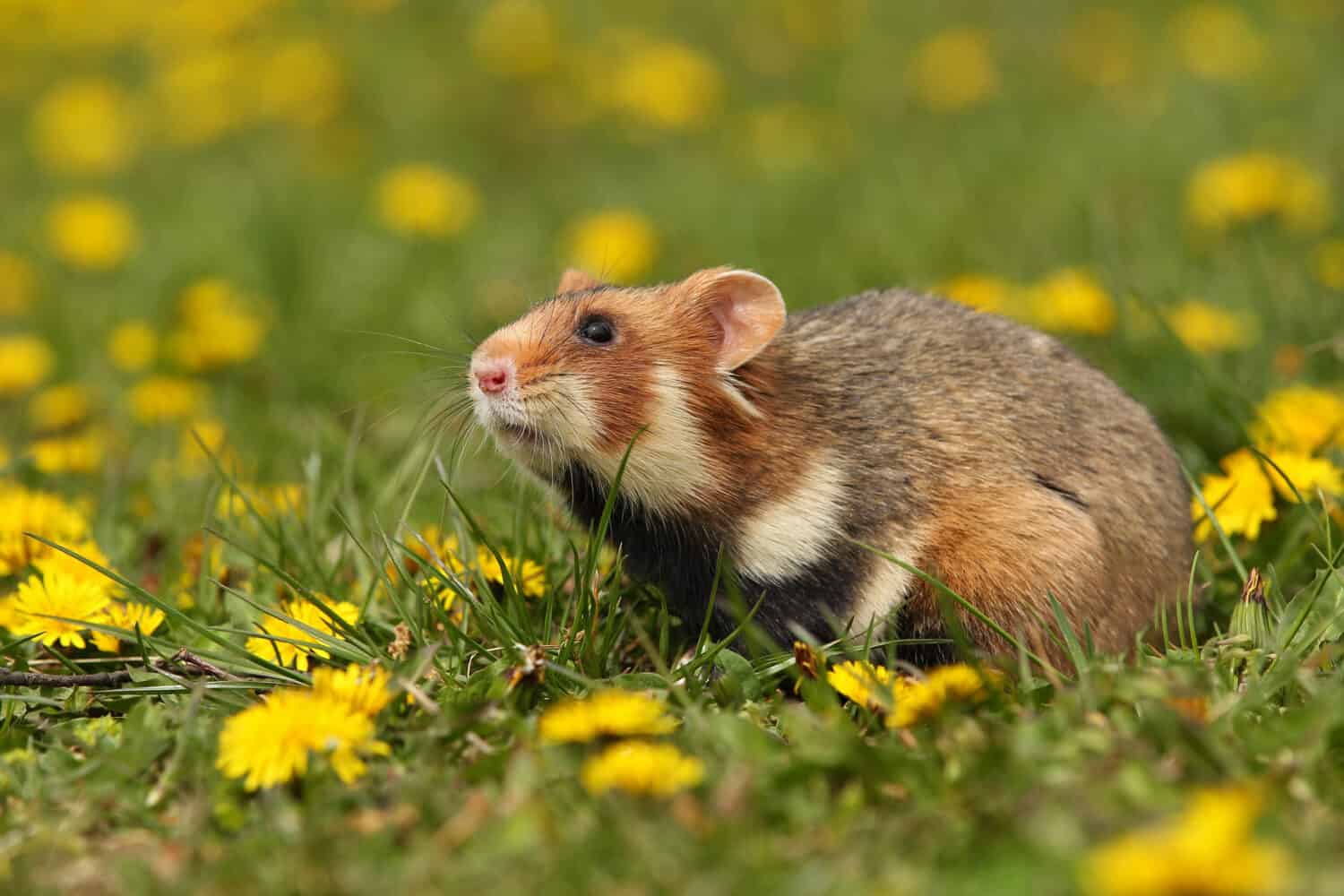 European hamster on a flowering meadow. Cute little animal and blooming nature. Cricetus cricetus. Wild animals. European wildlife.