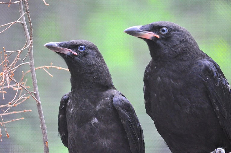 Male vs Female Crows: 4 Key Differences - A-Z Animals