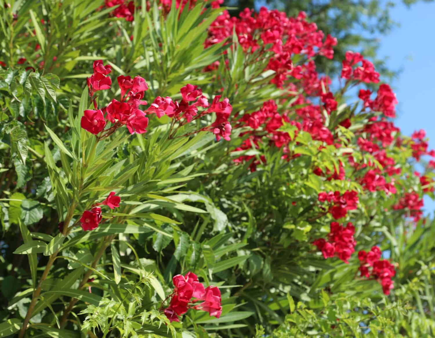 typical deep red Oleander flowers from the Mediterranean area in summer