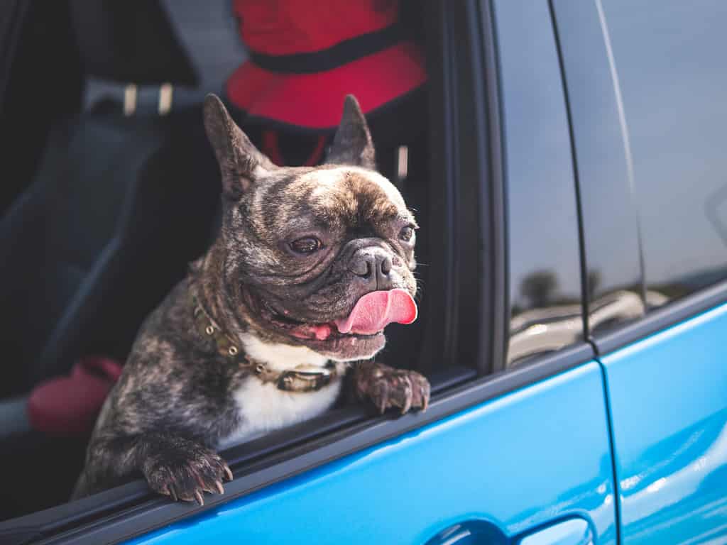 Cute smile brindle French bulldog look out car window ,animal travel by car concept