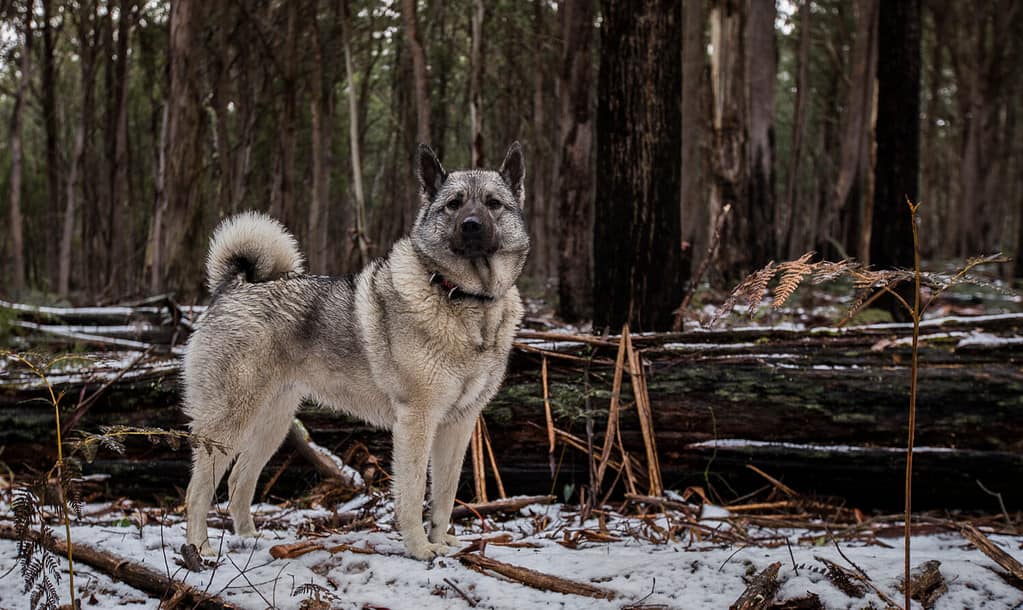 Norwegian Elkhound dog in natural environment