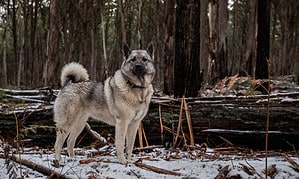 Norwegian Elkhound Lifespan: Average Life Expectancy and More! Picture