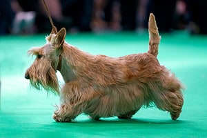These Are the 7 Categories of the National Dog Show Picture