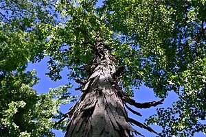 Shagbark Hickory vs. Shellbark Hickory Tree: 10 Differences Between These Towering Giants photo