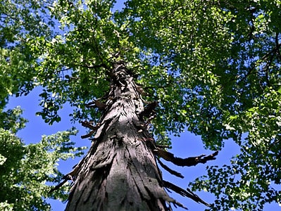 A Shagbark Hickory vs. Shellbark Hickory Tree: 10 Differences Between These Towering Giants