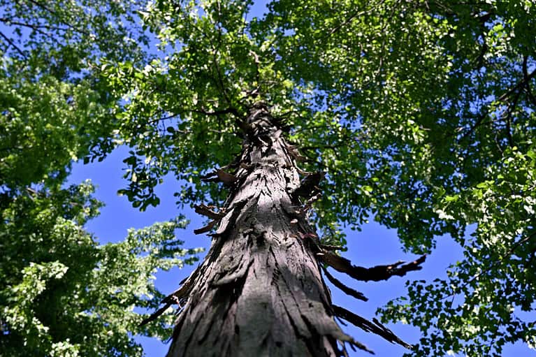 shagbark hickory tree looking up tree shagbark tree bark tree top clear blue sky selective focus closeup