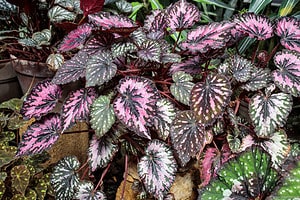 How to Grow Rex Begonias Indoors: A Complete Guide Picture