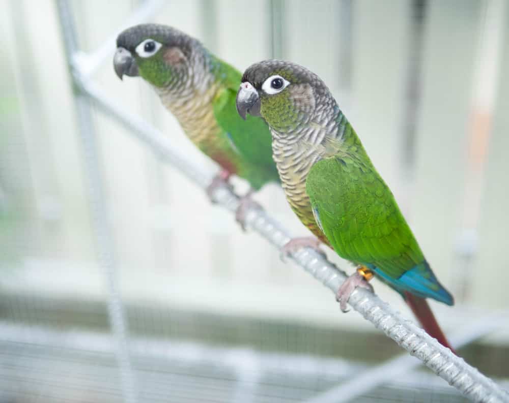 Green Cheek Conure.Parrot training,green-cheeked conure