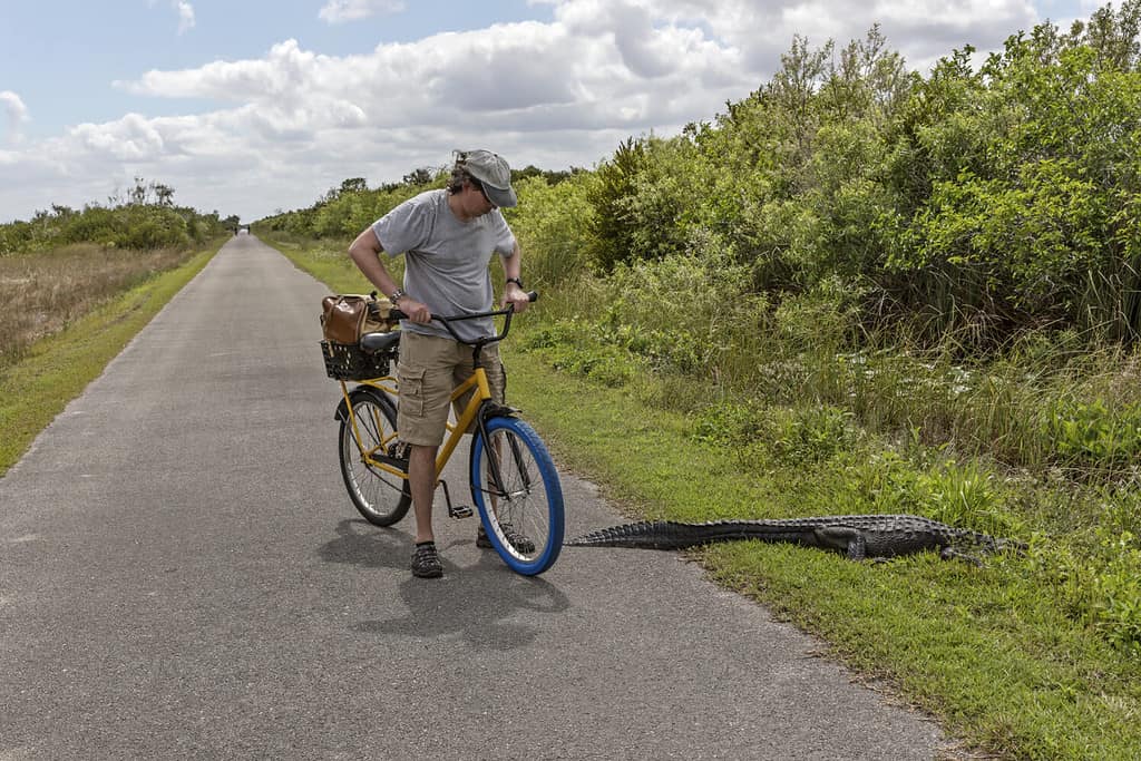Biker looking at the alligator on the trail. Alligator crossing the road in Florida, USA