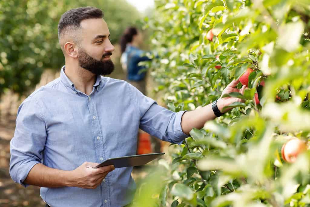 Control of fruit cultivation, check crop and management of eco farm with digital device. Bearded young guy farmer with tablet on plantation with green trees checks organic red apples in garden