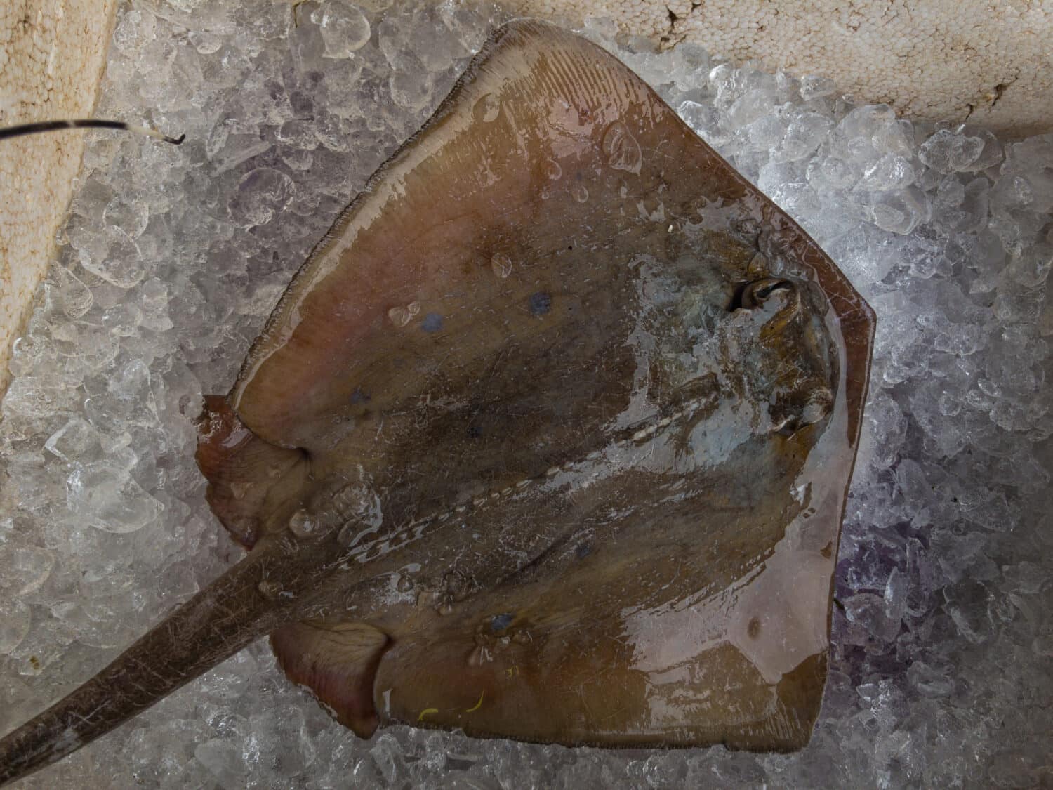 Fresh brownish bluntnose stingray in the ice close up. Commonly known as ‘ikan pari’ in Malay.